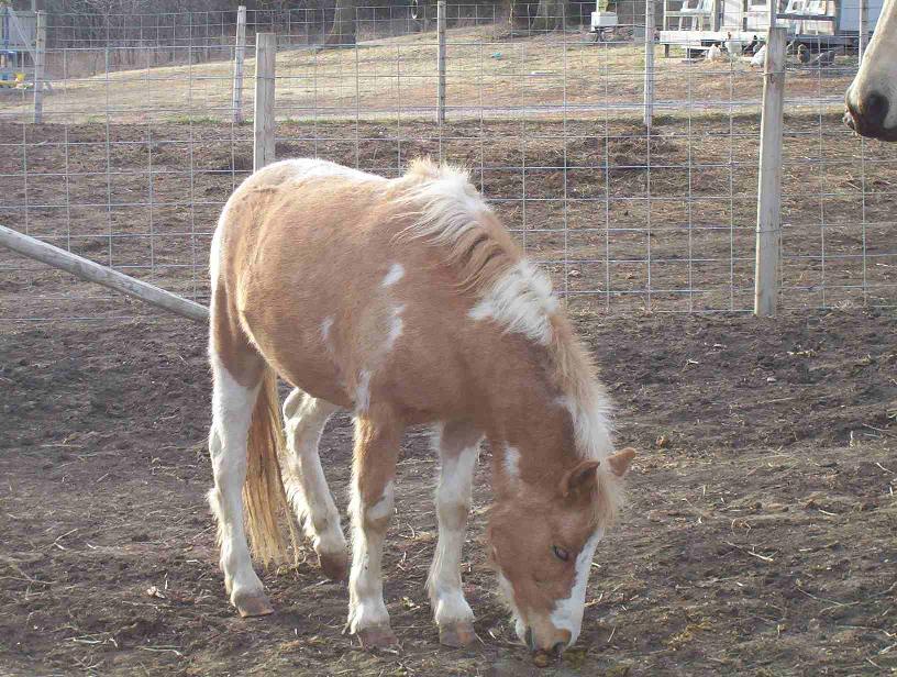 pony grazing