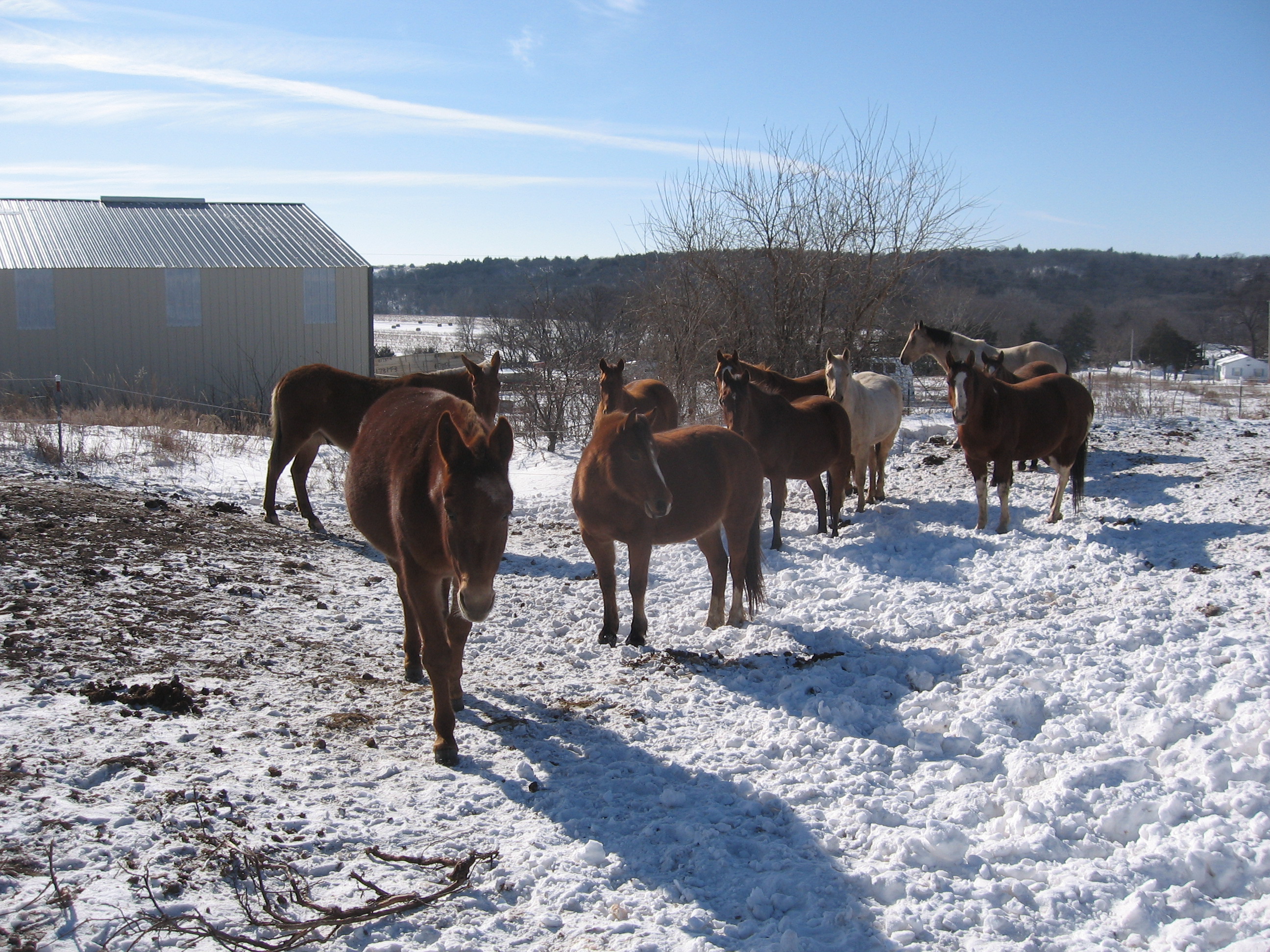 winter horse pasture