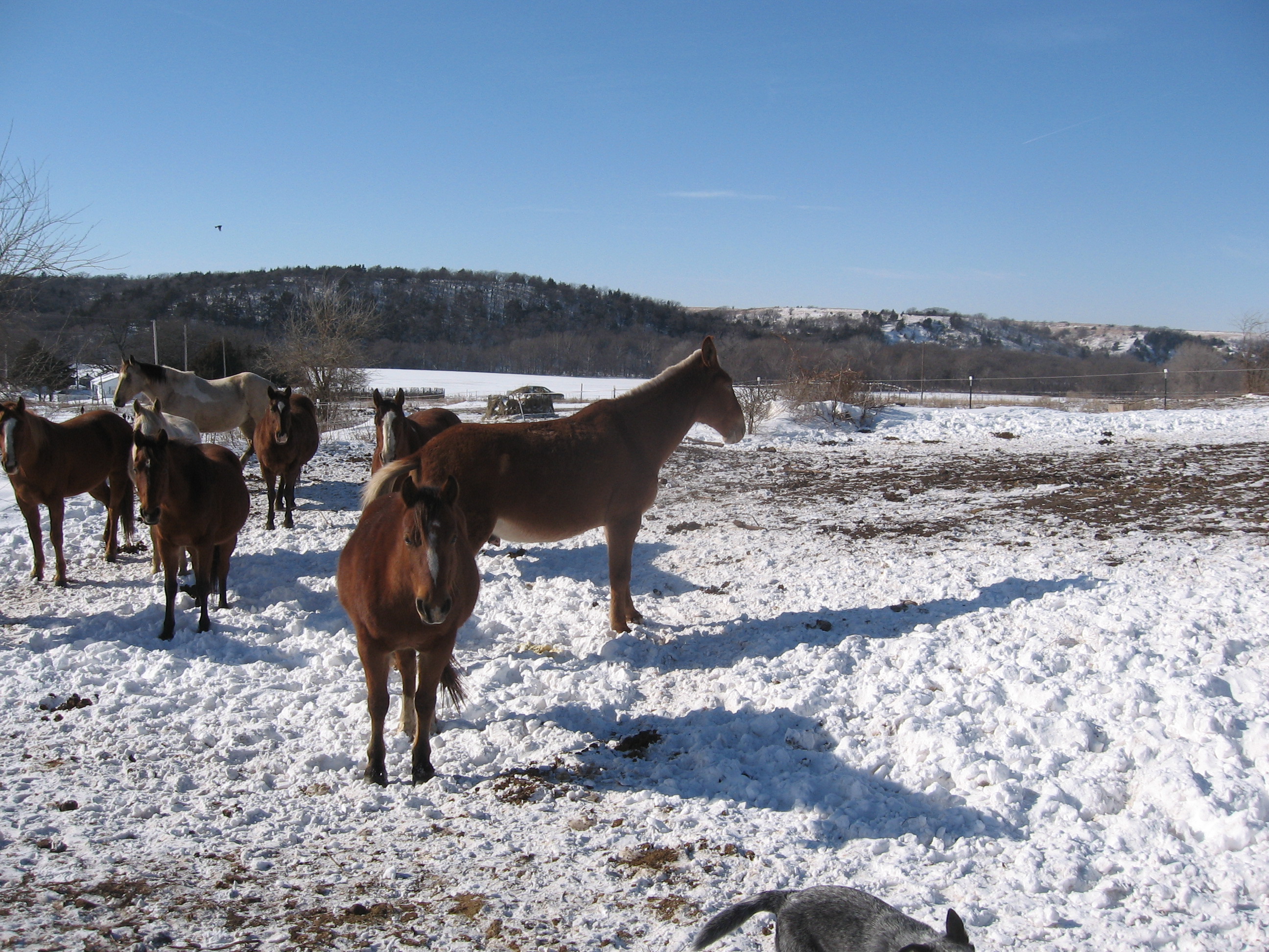 winter horse pasture