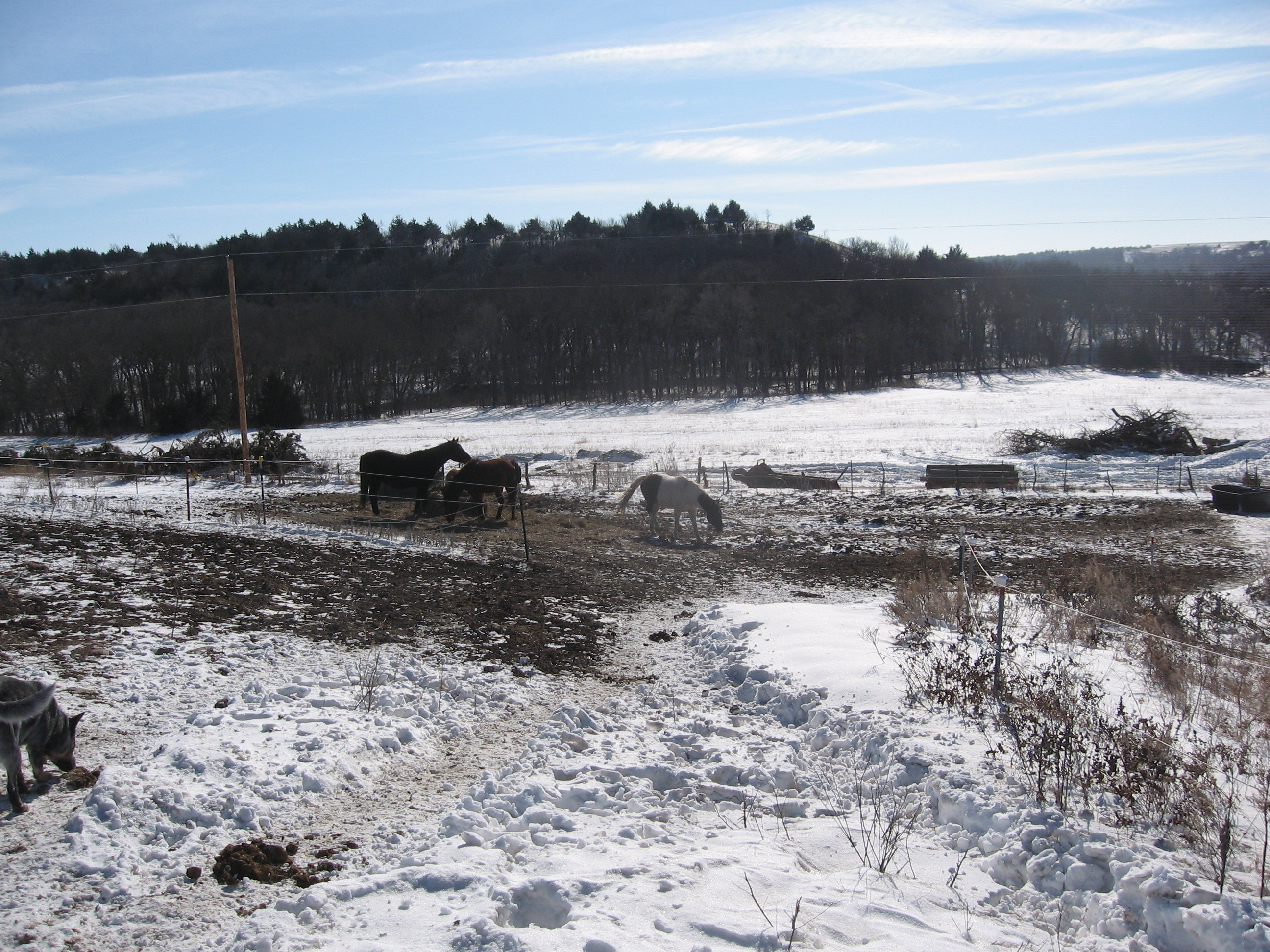 Winter pasture at D Bar B Ranch