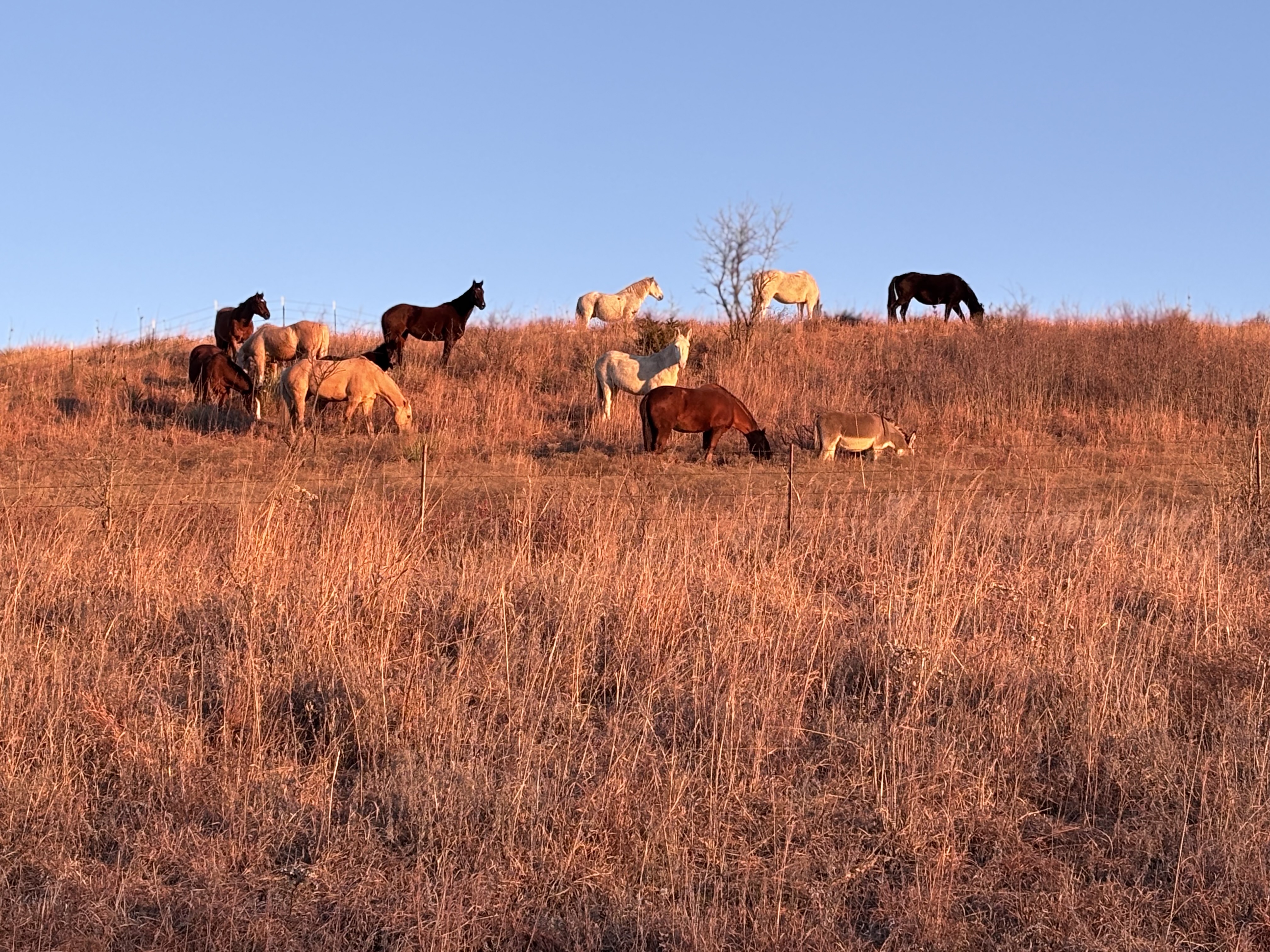 Horses on pasture