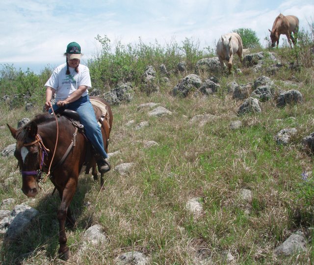 Horses following Julie down the trail