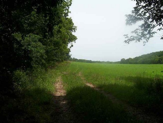 Trail along the edge of a green field