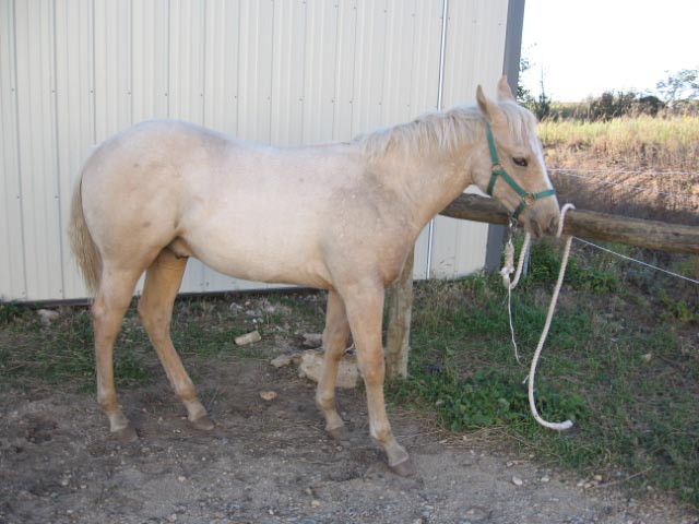 Horse at hitching rail