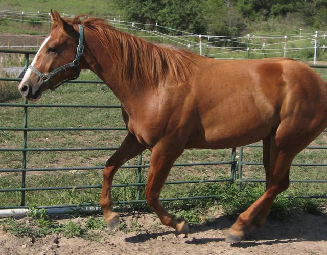 Yound horse running