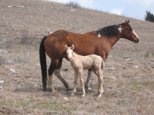 Mare and foal