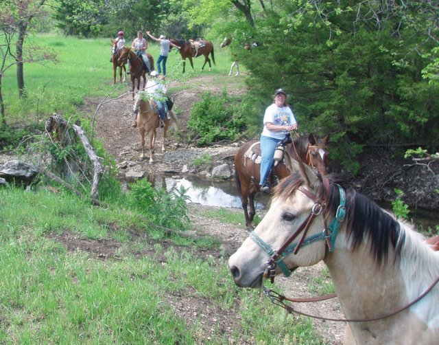 picture of horses crossing creek